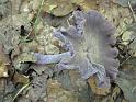 2011-10-02, Pilze (9)